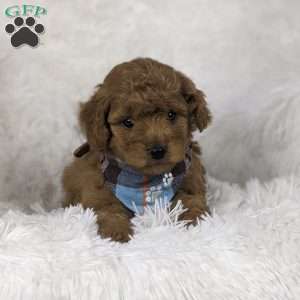 Valentino, Mini Goldendoodle Puppy